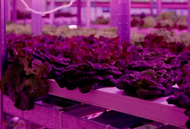 City Farm: Revoluția agriculturii fără soare și sol, sprijinită de ODA în Moldova