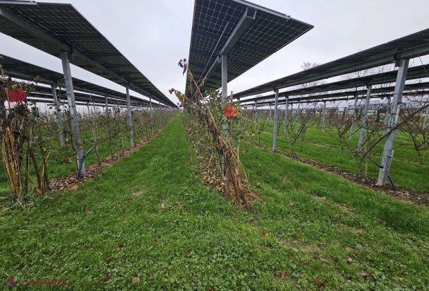 Ghid inovator pentru agricultură și energie în Moldova: Cum să îmbini eficient panourile fotovoltaice cu culturile agricole