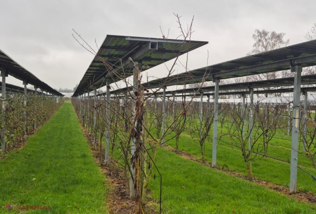 Ghid inovator pentru agricultură și energie în Moldova: Cum să îmbini eficient panourile fotovoltaice cu culturile agricole