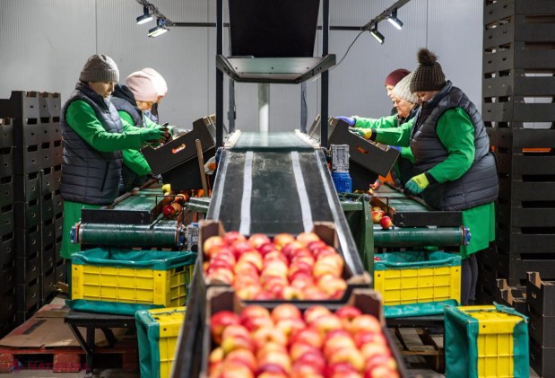 Premierul Alexandru Munteanu, în vizită la livada modernă Farm-Prod din Olănești, model de afacere pomicolă orientată spre export