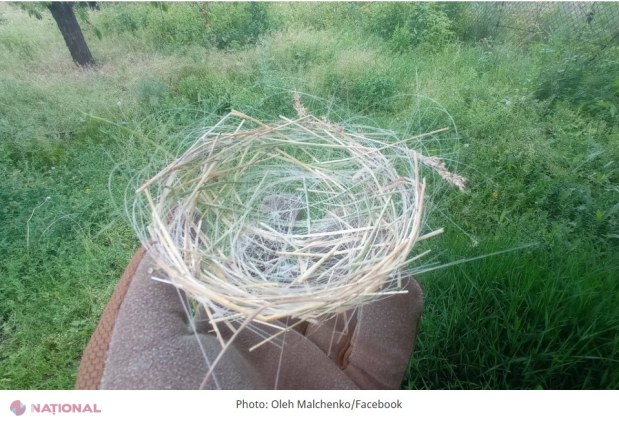 Războiul din Ucraina schimbă natura: păsările își fac cuiburi din cabluri de fibră optică