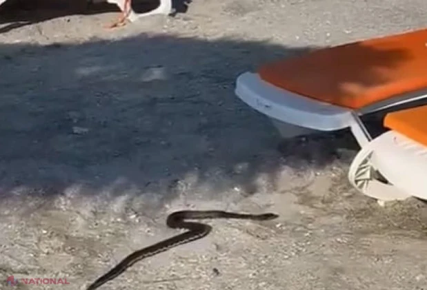 Șarpe de 1,5 metri, luat de jandarmi dintre șezlonguri pe o plajă din Venus și eliberat în natură