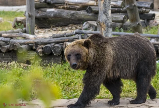 A treia ursoaică eutanasiată în Poiana Brașov în mai puțin de două luni, după intervenții repetate eșuate