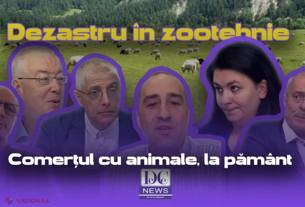 Criză în zootehnie: interdicția la export de animale lovește fermierii. Cine răspunde și cum poate fi deblocată situația?