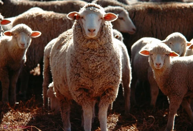 Pesta micilor rumegătoare nu se transmite la om, dar amestecul de animale din zone necunoscute rămâne factorul de risc major, avertizează Mihai Daneș