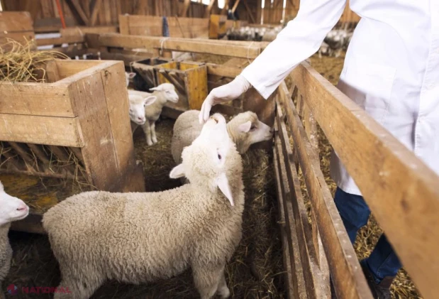 Pesta micilor rumegătoare blochează exporturile: soluția campaniei naționale de vaccinare la ovine și nota de plată estimată de conf. univ. dr. Mihai Daneș