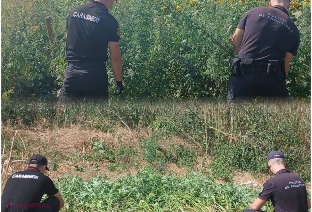 400 de plante de cânepă cu conținut narcotic, depistate și nimicite în extravilanul satului Costuleni