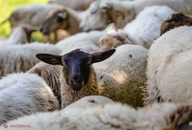 Exporturile de animale vii, tăiate de Bruxelles. Oierii români, în pragul dezastrului după o lună și jumătate de blocaj și fără explicații de la autorități
