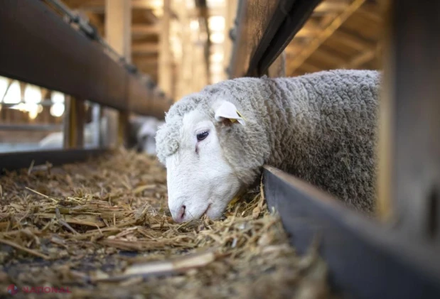Criza exporturilor de ovine: interdicția europeană amenință să lase România fără piețele din țările arabe
