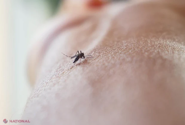 OMS avertizează: virusul West Nile se extinde în sudul Europei. Recomandări esențiale de protecție împotriva țânțarilor