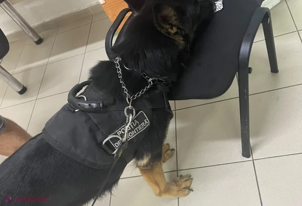 Câinii Poliției de Frontieră au dat de urmele drogurilor la intrarea în Republica Moldova