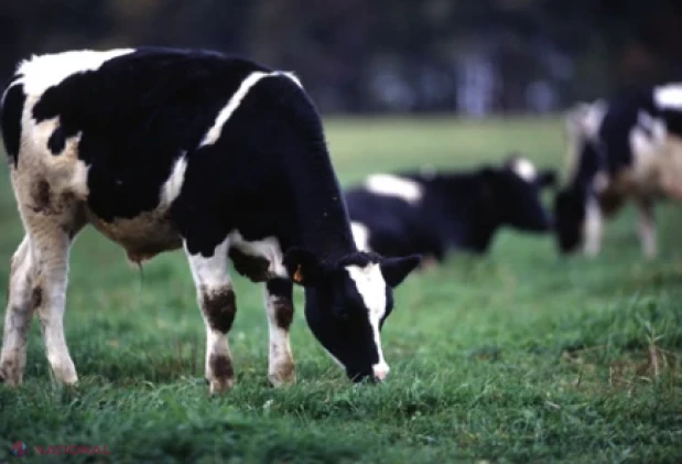 Producția agricolă a crescut cu 8,9% în prima jumătate a anului 2026, impulsionată de sectorul vegetal și cel zootehnic