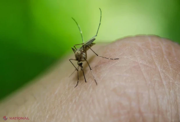 Virusul West Nile se extinde în Europa: 110 cazuri și 9 decese în Grecia, OMS avertizează asupra verilor tot mai fierbinți