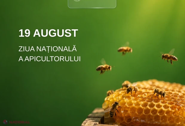19 august – Ziua Națională a Apicultorului: sectorul apicol din Moldova se modernizează, își dublează familiile de albine și crește exporturile de miere în UE