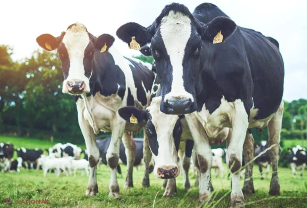 Fraude cu „vaci fantomă” în Grecia: subvenții europene pentru animale inexistente, anchetate de Parchetul European