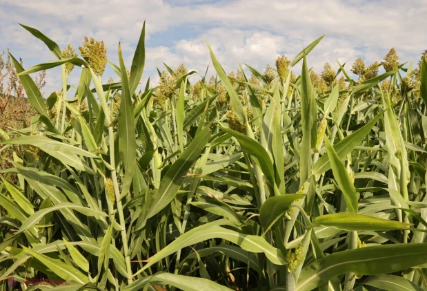 Ministrul Energiei: Agricultura poate deveni o sursă importantă de energie regenerabilă produsă în bandă
