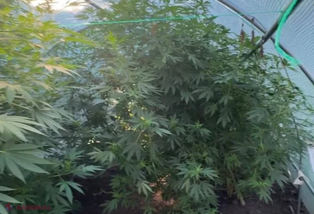 Seră cu plante de cannabis, depistată la Bălți: droguri estimate la peste un milion de lei