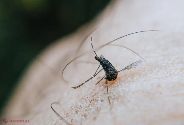 Italia: 41 de decese provocate de virusul West Nile, iar numărul cazurilor confirmate se apropie de 600