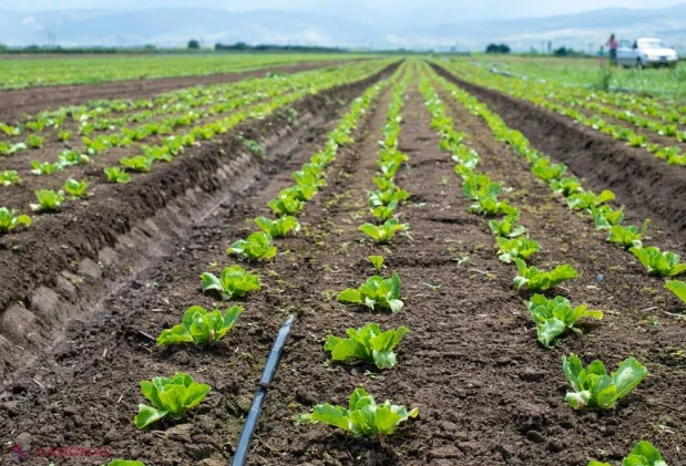 Plantațiile horticole ar putea fi recunoscute mai devreme ca fiind pe rod, iar Oficiul Horticol ar putea fi scos din lege