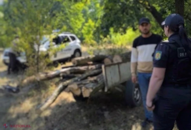 Arbori tăiați ilegal în zona de frontieră din nordul țării: o persoană transporta lemne cu motocultorul