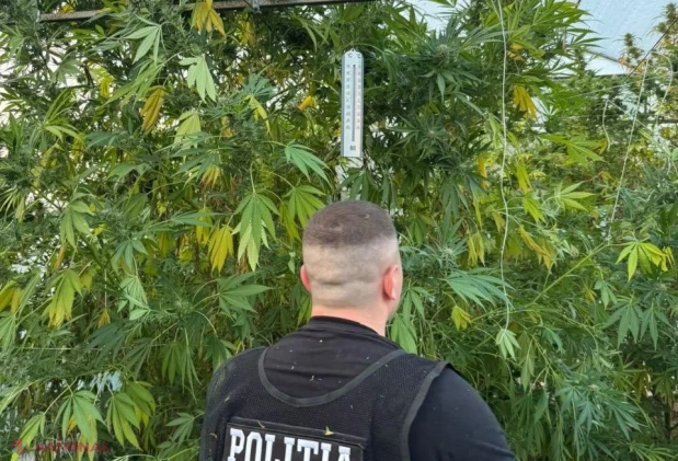 Droguri de aproape un milion de lei, ridicate de polițiști în sudul țării. Plante de până la 4 metri, cultivate într-o seră special amenajată