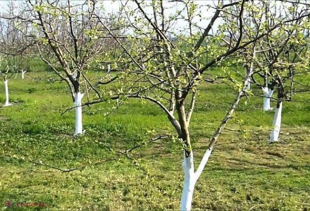 Văruitul pomilor este DĂUNĂTOR? Ce spun specialiștii de la Ministerul Mediului