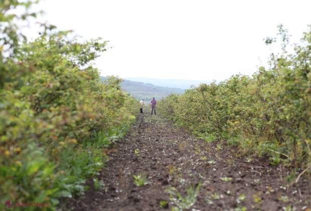 Agricultura moldovenească, lovită și de GRINDINĂ, după embargo 