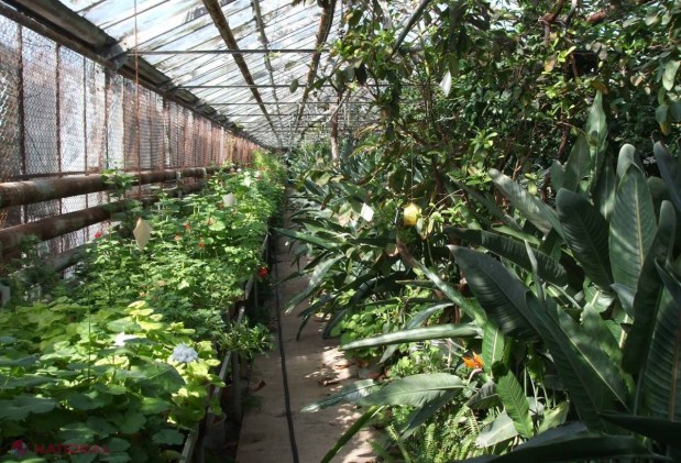 Minunății // Oaza tropicală din R. Moldova