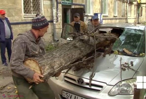 Ninsoarea din aprilie, benefică? Vântul de ieri a doborât doar un arbore în Chișinău. Anterior cădeau sute