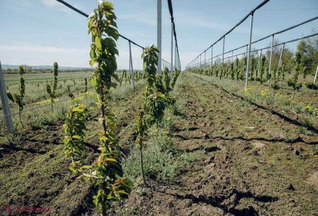 FOTO // Elevii de la Colegiul Agroindustrial din Ungheni au plantat peste un ha de livezi de cireș, vișin și păr, îngrijind, totodată, și o seră de 320 mp: Proiect de 779 de mii de euro