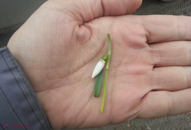 FOTO PARADOX de Anul Nou: La Bălţi au ÎNFLORIT ghioceii