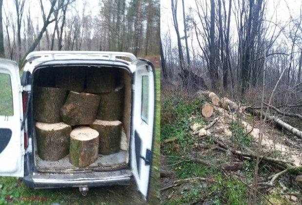 FOTO // A tăiat un copac dintr-un parc din Chișinău și îl încărca în mașină, când a fost luat pe sus de polițiști