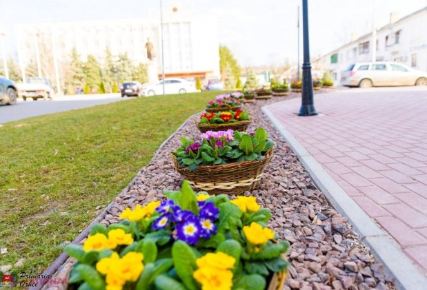 FOTO // Municipiul Orheiul a „ÎNFLORIT”. Mii de flori plantate au colorat orașul