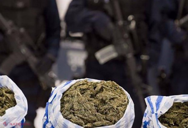 Cantitatea de DROGURI care nenorocește cetățenii R. Moldova, ENORMĂ. Poliția se laudă că au distrus sute de mii de plante și zeci de kilograme de substanțe interzise