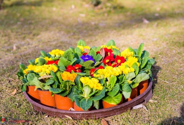 FOTO // Municipiul Orheiul a „ÎNFLORIT”. Mii de flori plantate au colorat orașul