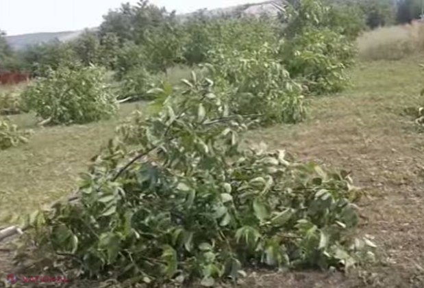 RĂZBUNARE la Glodeni: Un consătean i-a TĂIAT altuia livada cu nuci