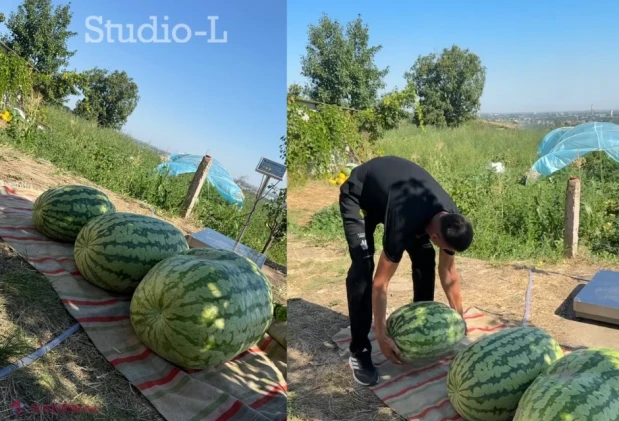 VIDEO, FOTO // Performanță uriașă la Căușeni: Cum arată „REGELE HARBUJILOR” din R. Moldova, pentru care a fost nevoie de patru oameni ca să-l ridice