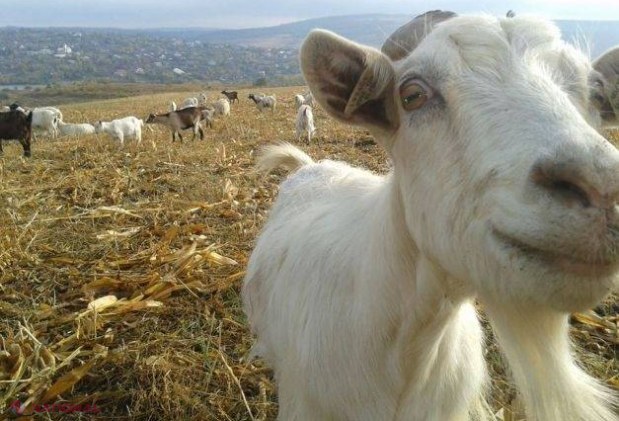 R. Moldova // S-a dus cu animalele la păscut și s-a trezit la un pas de a fi violată. Minora a fost salvată de un trecător 