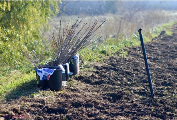 Marea ÎMPĂDURIRE din toamna curentă a demarat la Mălăiești, Orhei. „Vom planta peste 26 de milioane de puieți pe o suprafață de peste 4 000 de hectare”