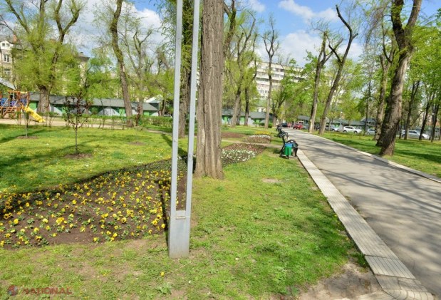 FOTO // Unde a ajuns „covorul de flori” instalat la cererea Silviei Radu