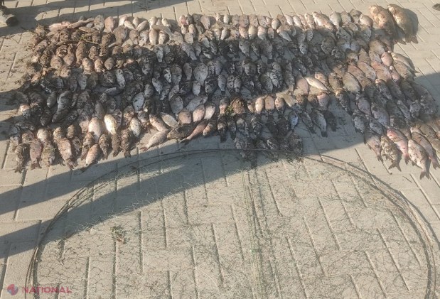 FOTO // Pescuit ILEGAL în ziua de Paște. Braconierii au fost prinși cu 41 de kg de pește, iar acum riscă sancțiuni pentru încălcarea regimului zonei de frontieră, dar și pentru pescuitul în perioada de prohibiție