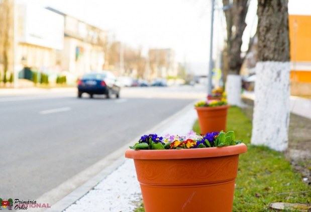 FOTO // Municipiul Orheiul a „ÎNFLORIT”. Mii de flori plantate au colorat orașul
