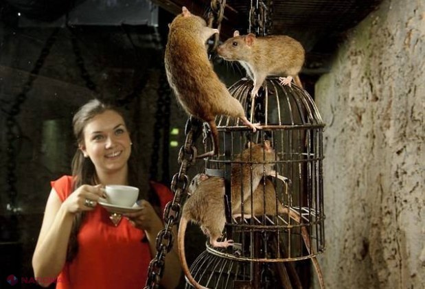 FOTO // PREMIERĂ - Șobolani muncitori într-o cafenea