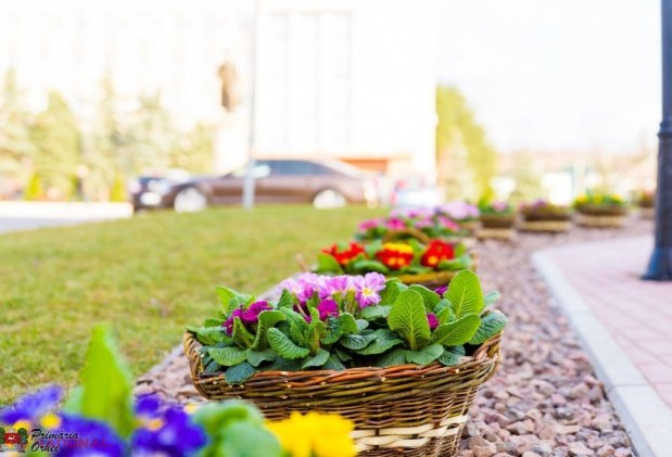 FOTO // Municipiul Orheiul a „ÎNFLORIT”. Mii de flori plantate au colorat orașul
