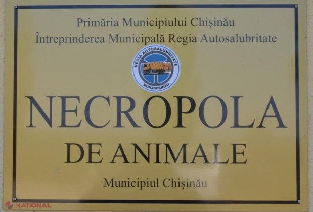 FOTO // Câinii vagabonzi din Chișinău vor fi sterilizați: Primăria a alocat un MILION de lei pentru deschiderea unui centru de îngrijire a animalelor fără stăpân 