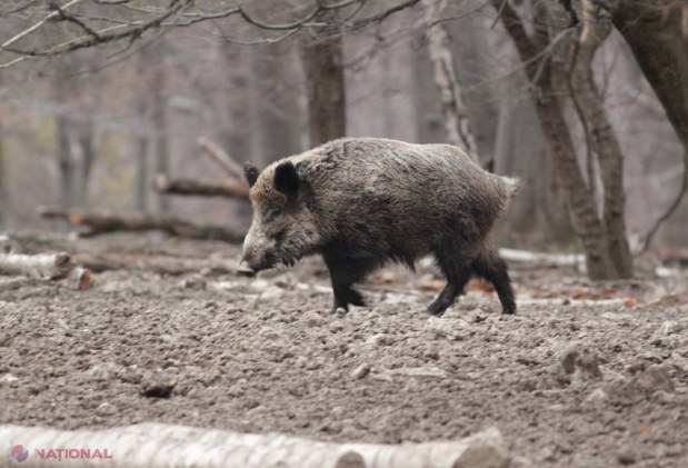 Peste 170 de mistreți, vânați în 2013! Un mistreț a fost prins pentru Muzeul Național de Etnografie și Istorie Naturală