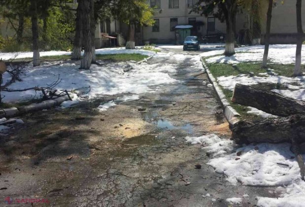 BILANȚ // PAGUBELE provocate de ninsoarea din aprilie se ridică, estimativ, la zeci de MILIOANE de lei
