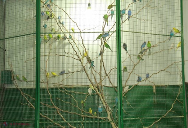 Grădina EXOTICĂ din inima Chișinăului