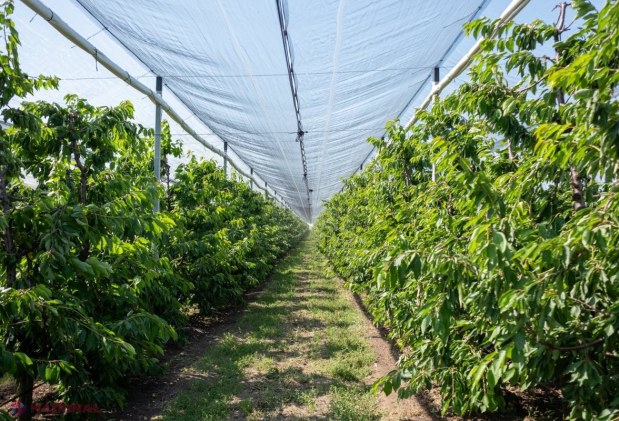 FOTO // Cum să construiești o afacere de succes în AGRICULTURĂ, fără a miza doar pe subvenții din partea statului. O familie din Cahul administrează 2 000 de hectare și practic în fiecare an au o recoltă de TREI ori mai mare decât alți agricultori