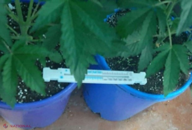 VIDEO, FOTO // Un bărbat din Bălți și-a transformat casa într-un LABORATOR improvizat de cultivare a cânepei de tip „hidropon”
